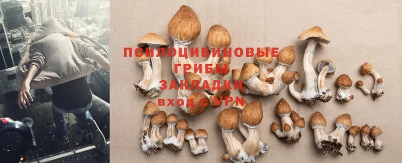 Галлюциногенные грибы Psilocybine cubensis  kraken зеркало  Борзя 